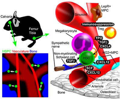 Use of Imaging Techniques to Illuminate Dynamics of Hematopoietic Stem Cells and Their Niches